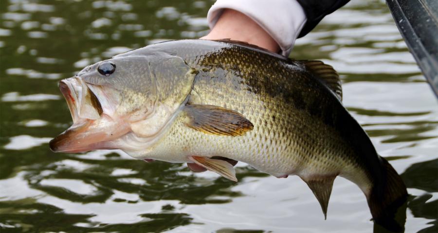 The 5 Best Bass Lures and Baits