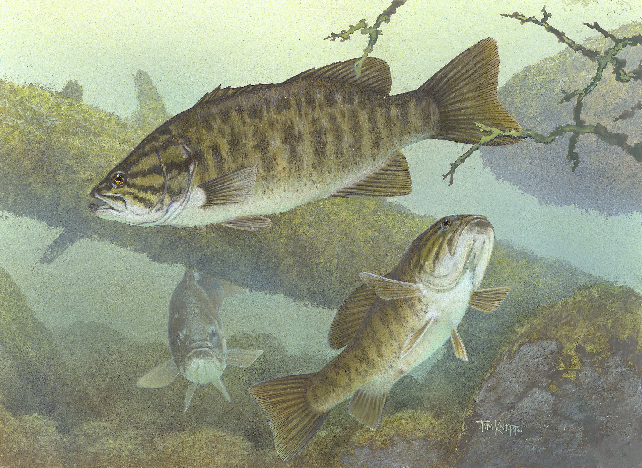Smallmouth vs Largemouth Bass : The Differences