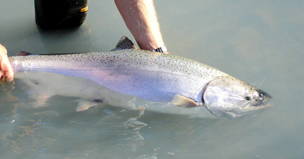 5 Ways You Can Help Save Wild Salmon